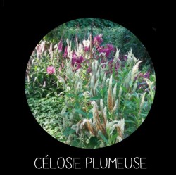 Célosie plumeuse
