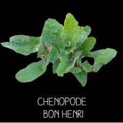 Chenopode bon henri -...