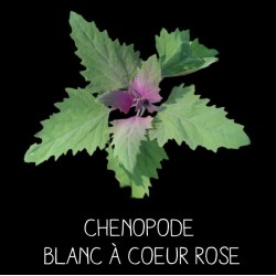 Chenopode blanc à coeur...