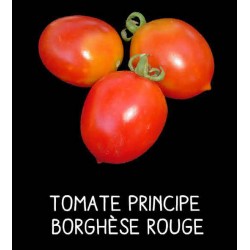 Tomate Principe Borghèse rouge