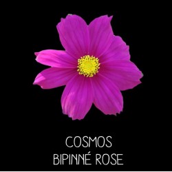 Cosmos bipinné rose