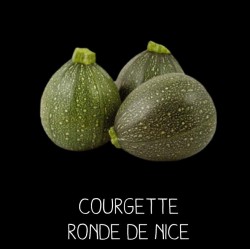 Courgette ronde de Nice
