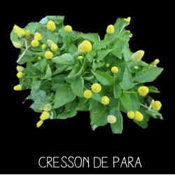 Cresson de Para -...