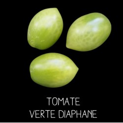Tomate diaphane