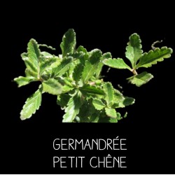 Germandrée Petit Chêne...