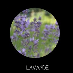 Lavande vraie - LAVENDULA VERA