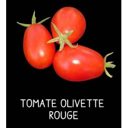 Tomate olivette rouge