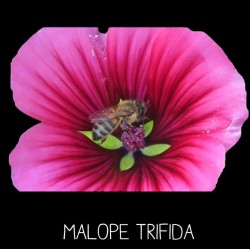 Malopeà 3 lobes MALOPE TRIFIDA