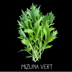 Mizuna vert ou Mézophile...