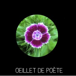 Œillet de poète - DIANTHUS...