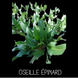 Oseille épinard (rumex...