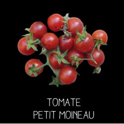 Tomate Petit Moineau