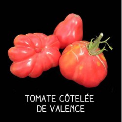 Tomate petite plate rose...