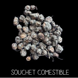 Souchet comestible - C Y P...