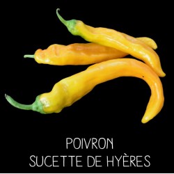 Poivron Sucette de Hyères