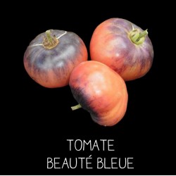 Tomate Beauté Bleue