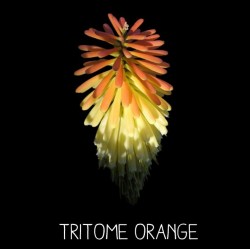 Tritome Orange TRITOMA UVARIA