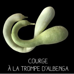 Courge à la trompe...