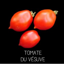 Tomate du Vésuve