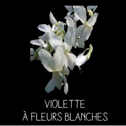 Violette à fleurs blanches