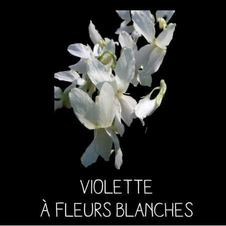 Violette à fleurs blanches