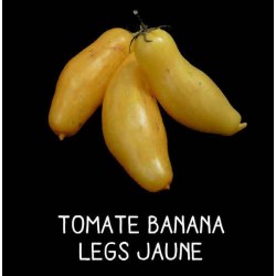 Tomate banana legs jaune