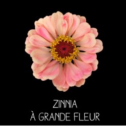 Zinnia à grande fleur