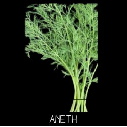 Aneth officinal - ANETHUM...