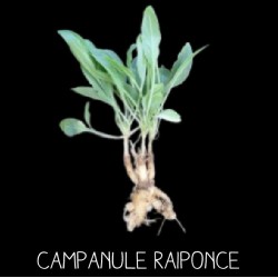 Campanule raiponce -...