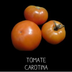 Tomate carotina orange