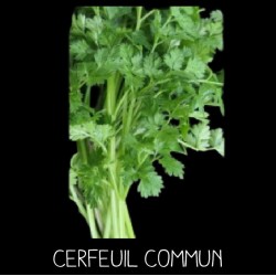 Cerfeuil commun (Anthriscum...