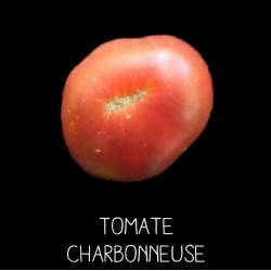 Tomate charbonneuse