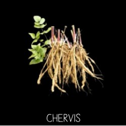 Chervis - SIUM SIARUM