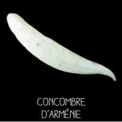 Concombre d’Arménie -...