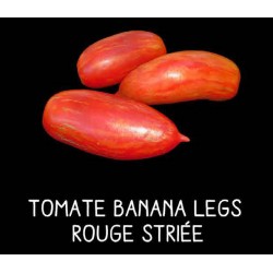 Tomate banana legs rouge...