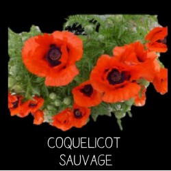 Coquelicot sauvage -...