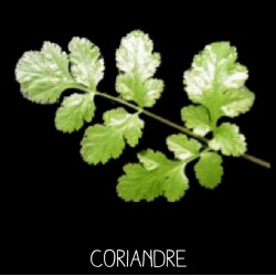 coriandre cultivée