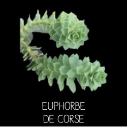 Euphorbe de Corse (Myrsinites)