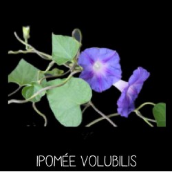 Ipomée volubilis - IPOMEA...