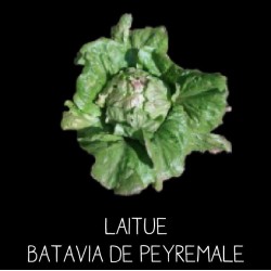 Laitue Batavia de Peyremale