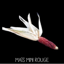 Maïs mini rouge