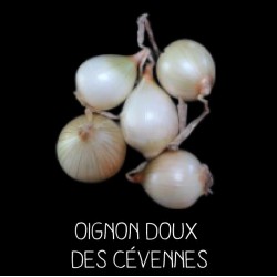 Oignon doux des Cévennes -...