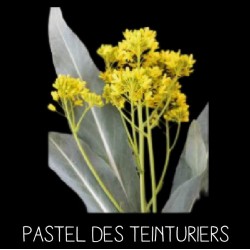 Pastel des teinturiers -...