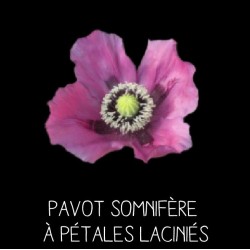 Pavot somnifère à pétales...