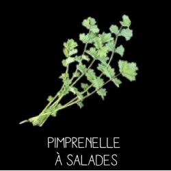 Pimprenelle à salades...