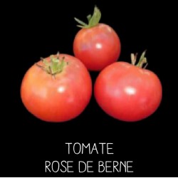 Tomate rose de Berne