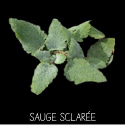 Sauge sclarée vivace -...