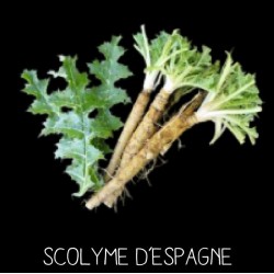 Scolyme d’Espagne -...