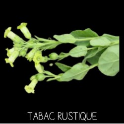 Tabac rustique - NICOTINIA...