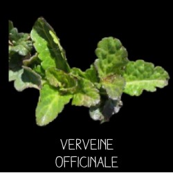 Verveine officinale vivace...